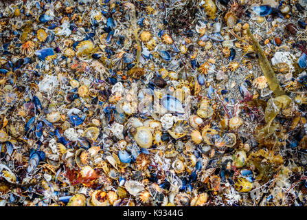 Many sea shells on the sandy beach texture. Colour sea shells and corals are lying around the sandy beach in Spain. Stock Photo