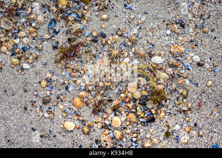 Many sea shells on the sandy beach texture. Colour sea shells and corals are lying around the sandy beach in Spain. Stock Photo