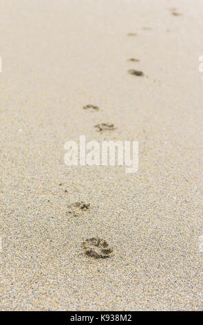 Footprints in the sand on a sandy beach. Dog or cat foot tracks on Atlantic beach. Stock Photo
