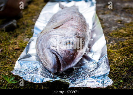 Preparing big dentex fish for barbecue cooking on picnic outside. Salting and wrapping a giant fish in aluminium foil, getting it ready for bbq grilli Stock Photo