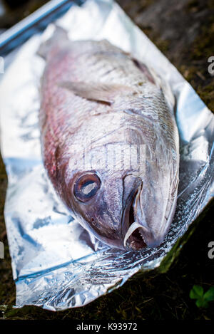 Preparing big dentex fish for barbecue cooking on picnic outside. Salting and wrapping a giant fish in aluminium foil, getting it ready for bbq grilli Stock Photo