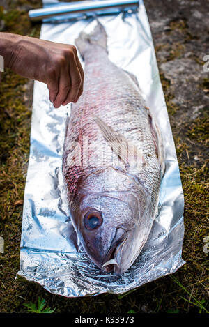 Preparing big dentex fish for barbecue cooking on picnic outside. Salting and wrapping a giant fish in aluminium foil, getting it ready for bbq grilli Stock Photo