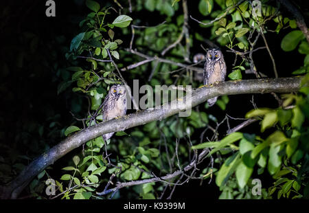 Two short or long eared owls sitting on a branch. Asio otus or Asio flammeus with yellow eyes sitting on a walnut tree at night in urban area. Stock Photo