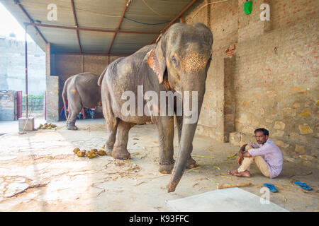 JAIPUR, INDIA- SEPTEMBER 20, 2017: Unidentified man stands with two huge elephants, with chains in their feet in Jaipur, India. Elephants are used for rides and other tourist activities in Jaipur Stock Photo
