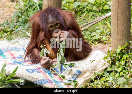 Baby Orangutan Pongo pygmaeus feeding on leaves sitting on an old sack. This baby ape has her mother nearby at the Paignton zoo UK.