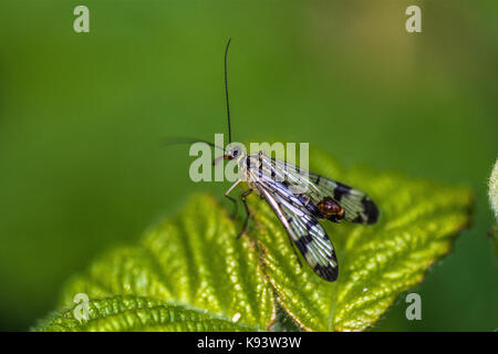 common scorpionfly, Hamburg, Germany Stock Photo
