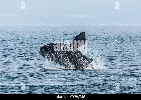 Southern right whales off Hermanus, Walker Bay, South Africa Stock Photo