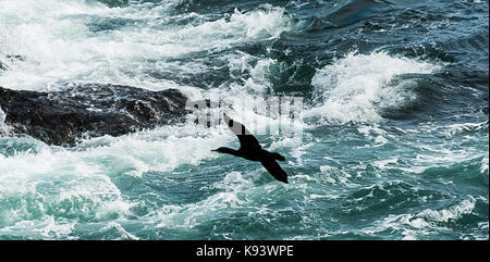 white breasted cormorant at Hermanus, Western Cape, South Africa Stock Photo