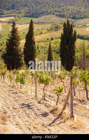 Young grape vines growing with row od pine trees in the background. Grapes Vines being Planted. vineyard. Stock Photo