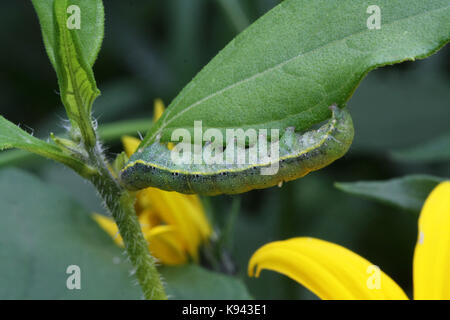 Green caterpillar of the cabbage butterfly crawling on a green leaf ...