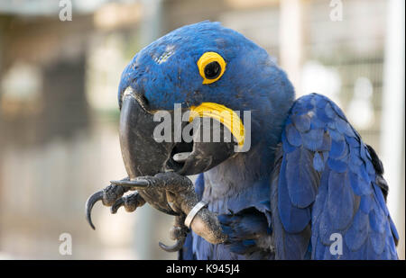 Blue parrot Stock Photo