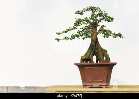 Bonsai tree in a pot against a white background in BaiHuaTan park, Chengdu Stock Photo