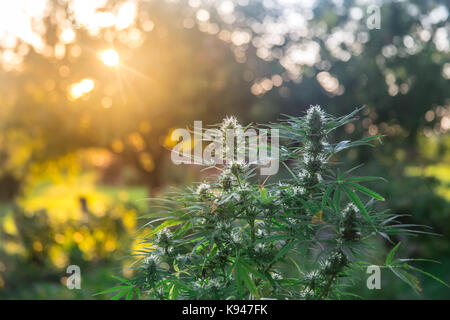 A medicinal cannabis sativa plant in the sunset Stock Photo