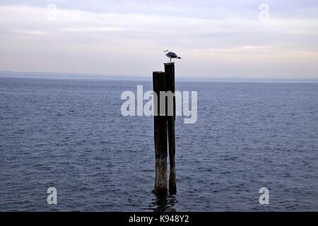 European herring gull at lake garda in cloudy weather, italy, gulls sitting on a stake Stock Photo