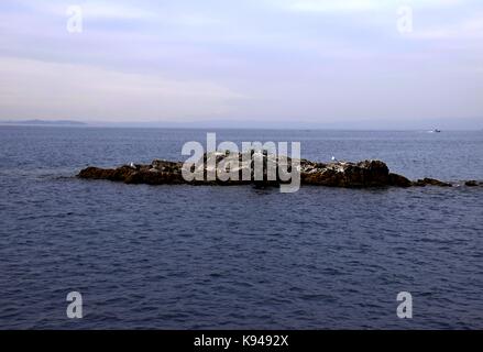 European herring gull at lake garda in cloudy weather, italy, gulls sitting on a stake Stock Photo