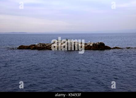 European herring gull at lake garda in cloudy weather, italy, gulls sitting on a stake Stock Photo