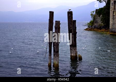 European herring gull at lake garda in cloudy weather, italy, gulls sitting on a stake Stock Photo