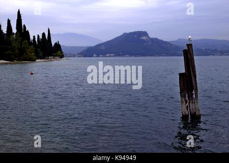 European herring gull at lake garda in cloudy weather, italy, gulls sitting on a stake Stock Photo