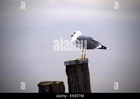 European herring gull at lake garda in cloudy weather, italy, gulls sitting on a stake Stock Photo