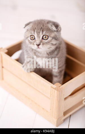 Cute Scottish cat with big yellow eyes Stock Photo