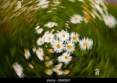 Baldr's brow or Scentless False Mayweed in Rygge, Østfold Norway. Stock Photo
