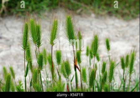 the wild grass Hordeum marinum, the Sea barley or Seaside barley, from the family Poaceae Stock Photo