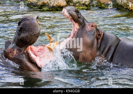 Fighting hippopotamuses / hippos (Hippopotamus amphibius) in lake showing huge teeth and large canine tusks in wide open mouth Stock Photo