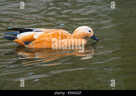 Ruddy shelduck / Brahminy duck (Tadorna ferruginea / Casarca ferruginea) swimming in pond Stock Photo