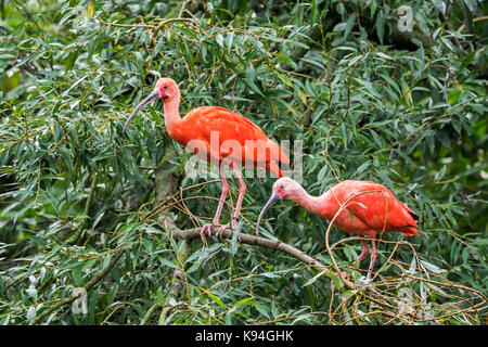 Two scarlet ibises (Eudocimus ruber) perched in tree, native to tropical South America and islands of the Caribbean Stock Photo