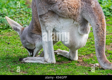 Close up of red kangaroo (Macropus rufus) female carrying joey in pouch, native to Australia Stock Photo