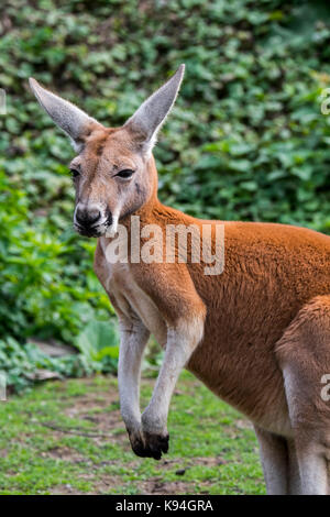 Red kangaroo (Macropus rufus) male close up portrait, native to Australia Stock Photo