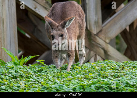 Western grey kangaroo / black-faced kangaroo / mallee kangaroo / sooty kangaroo (Macropus fuliginosus), native to Australia Stock Photo