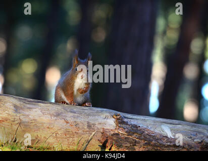 Eurasian red squirrel in their natural environment of a pine tree wood forest stood on fallen tree trunk with bokeh lit tree's in background Stock Photo