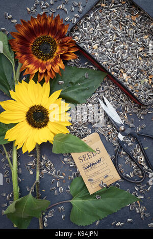 Helianthus annuus. Collecting and saving sunflower seeds on slate with cut sunflowers, tin of seeds, scissors and a seed packet Stock Photo