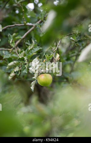 Malus domestica 'Anne elizabeth'. Apple on the tree in autumn Stock Photo