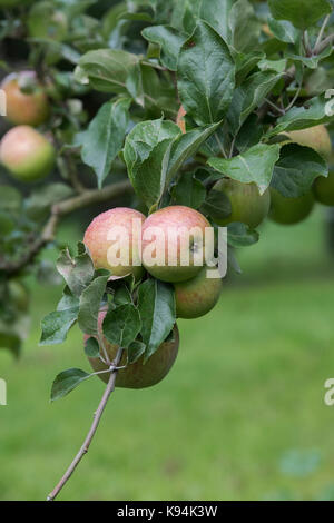 Malus domestica 'Belle de Boskoop'. Apple 'Belle de Boskoop'. Apples on the tree in autumn Stock Photo