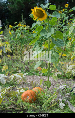 Cucurbita pepo. Pumpkins and sunflowers in a vegetable garden in England Stock Photo