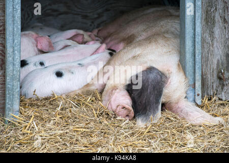 Sus scrofa domesticus. Gloucester old spot pig with piglets sleeping in a temporary pen at The Royal County of Berkshire show. Newbury, Berkshire. UK Stock Photo
