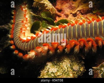 Fire Worm Hermodice carunculata on a coral in natural habitat off the coast of Croatia, Adriatic sea, Mediterranean with spikes extended Stock Photo