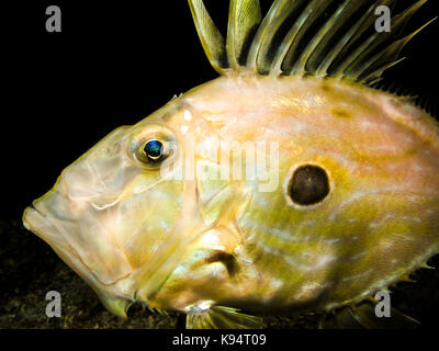 Underwater shot of Zeus Faber - John Dory , st Pierre or Peter's fish in natural habitat in Adriatic sea Croatia Stock Photo