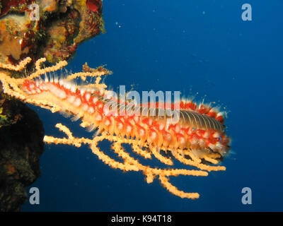 Fire Worm Hermodice carunculata on a coral in natural habitat off the coast of Croatia, Adriatic sea, Mediterranean with spikes extended Stock Photo