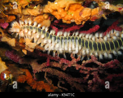 Fire Worm Hermodice carunculata on a coral in natural habitat off the coast of Croatia, Adriatic sea, Mediterranean with spikes extended Stock Photo