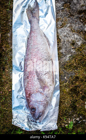 Preparing big dentex fish for barbecue cooking on picnic outside. Salting and wrapping a giant fish in aluminium foil, getting it ready for bbq grilli Stock Photo