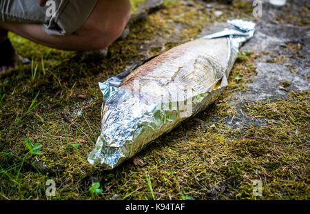 Preparing big dentex fish for barbecue cooking on picnic outside. Salting and wrapping a giant fish in aluminium foil, getting it ready for bbq grilli Stock Photo