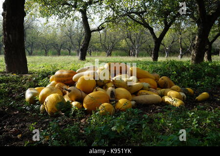 Harvest pumpkins stacked in a large pile. Pumpkins of various sizes, shapes and colors. Fodder for livestock. Stock Photo
