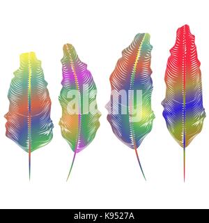 Set of Different Colorful Feathers Stock Vector