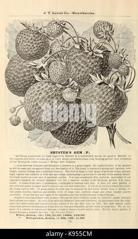 Lovett's illustrated catalogue of fruit and ornamental trees and plants for the autumn of 1891 (16379910744)