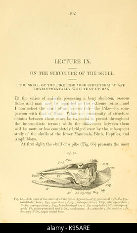 Lectures on the comparative anatomy and physiology of the invertebrate ...
