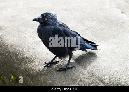 A Beautiful Western Jackdaw looking for Food at Brimham Rocks near Pateley Bridge Yorkshire England United Kingdom UK Stock Photo