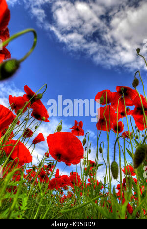 field of red poppies low angle view Stock Photo
